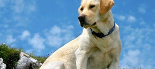 白色拉布拉多犬的优点和缺点？（拉布拉多犬的致命缺点）