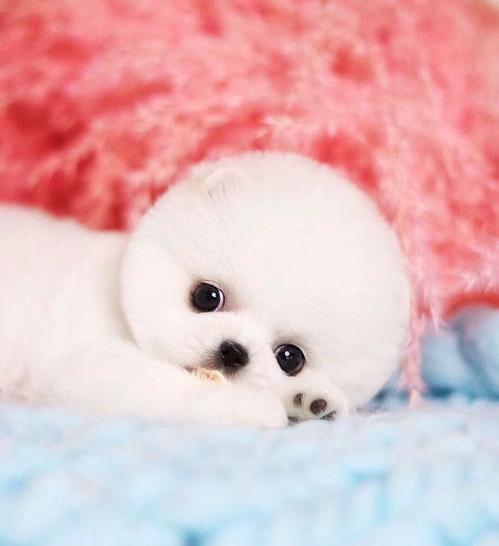 茶杯犬多少钱一只 茶杯犬简介（茶杯犬16元一只）