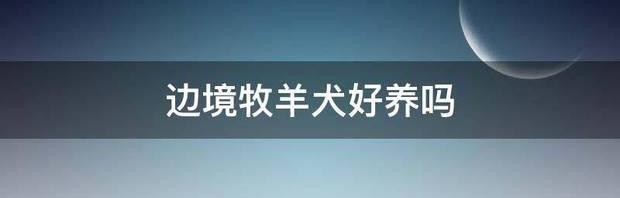 边牧最难养的阶段？（边境牧羊犬好养吗）