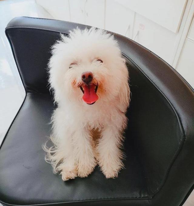 为什么说边牧超难养 为什么边牧是冷门狗