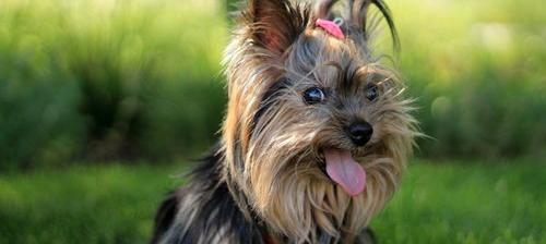 金毛狗狗 叫什么名字好 洋气点的（狗狗名字大全 洋气点的）