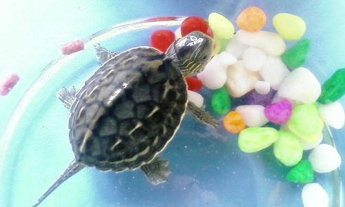 养龟一只和二只的区别？（家庭养乌龟禁忌养龟穷三代）