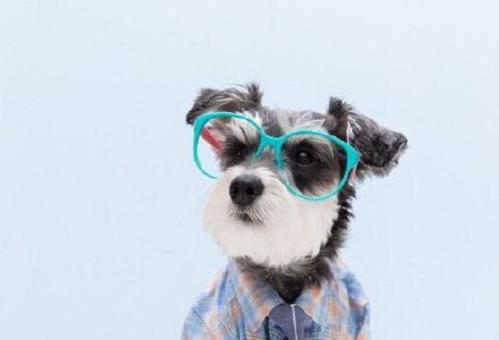 雪纳瑞狗狗6800贵吗（小型雪纳瑞犬多少钱一只）