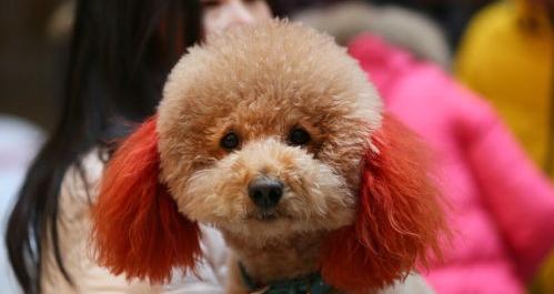 如何分辨纯种泰迪狗与杂交泰迪狗？（纯种泰迪犬）