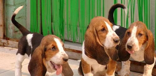 杭州市禁养限养划定标准？（巴吉度犬为什么被禁养）