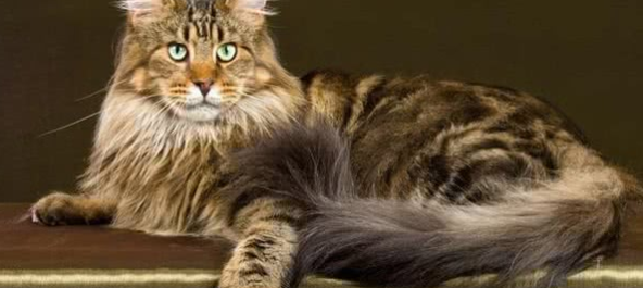 西伯利亚猫是狸花猫的祖宗嘛？ 西伯利亚猫