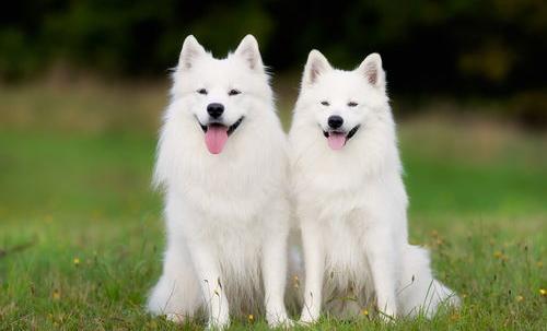 如何训练萨摩耶安静的待在笼子里？（萨摩耶犬怎么训练）