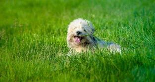 急急急，我的狗得了狗瘟，急求治愈配方！！！！！（治疗狗瘟最简单的偏方）