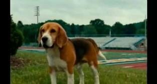 有什么好听的狗狗名字（比较有创意的狗狗名字）