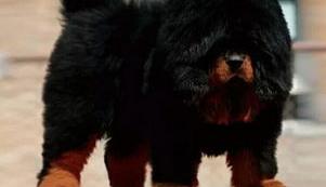纯种小藏獒多少钱一只（小藏獒多少钱一只）