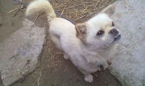 狗狗感染细小病毒有什么症状？（狗狗细小是什么症状）