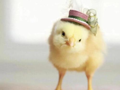 12种最适合懒人养的宠物？（12种最适合懒人养的鱼）