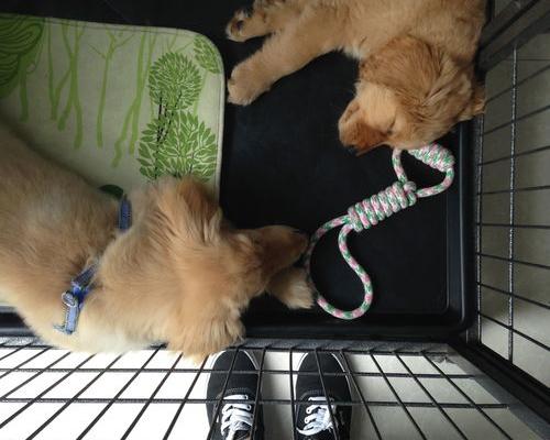 如何养狗训狗大全（新手训狗的方法大全）