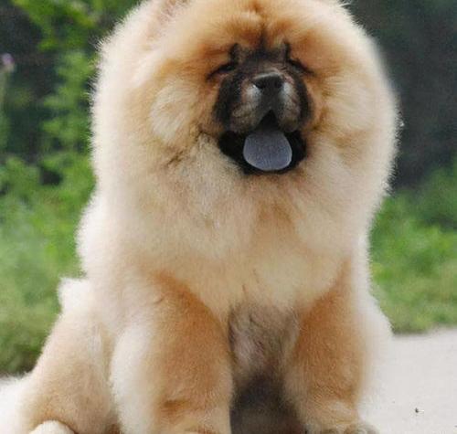 2021年北京禁养犬名单？（松狮犬为什么禁养）