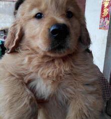 求金毛犬，谁知道哪里有卖的？（金毛800和2000的对比）