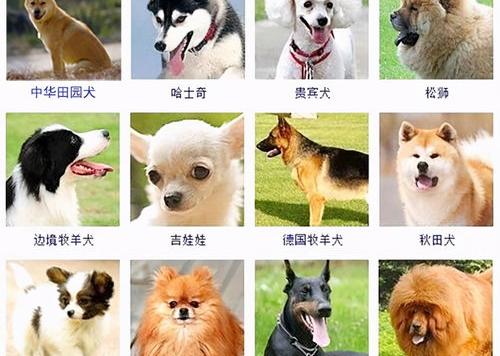 狗的种类有几种？（狗狗的全部品种）