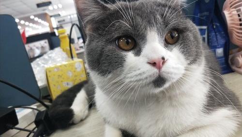 英短猫多少钱一只，英短猫的选购方法技巧？（英短猫多少钱一只）