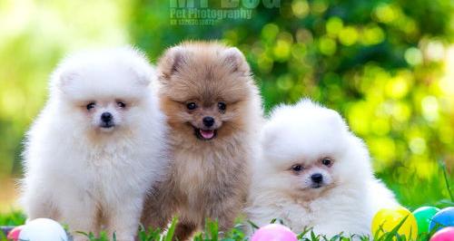 博美俊介比熊哪个更好？（博美犬的优缺点）