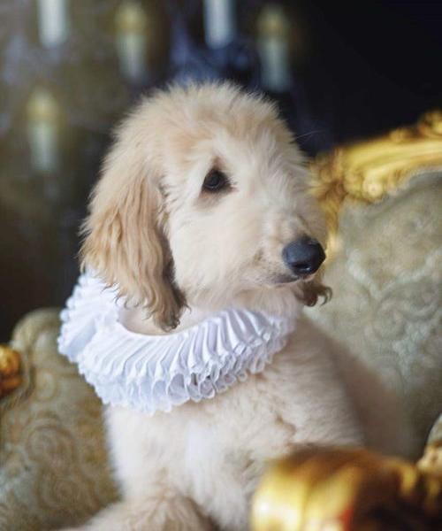 阿富汗猎犬属于柯利犬么？（阿富汗猎犬多少钱一只）