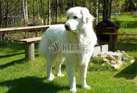 大型长毛狗狗有哪些品种？（巨型犬大全）