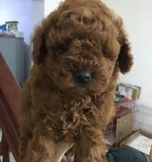 成都最大鸽子批发市场？（中国最大宠物交易网）