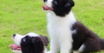 边牧犬怎么训练 边牧怎么训练