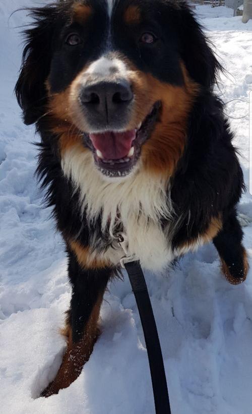 大型犬有哪些（大型犬）