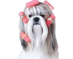 宠物美容学费多少的问题（宠物美容学费一般多少）