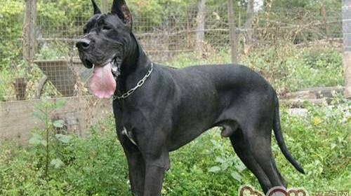 大丹犬为什么适合女人养？（大丹犬价格多少钱一只）