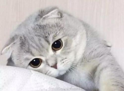 折耳猫几个月长成熟？（折耳猫）