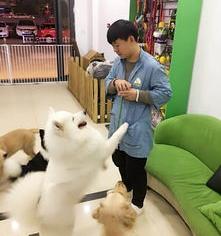 自己开宠物店好还是加盟宠物店好？ 宠物店加盟好还是自营好