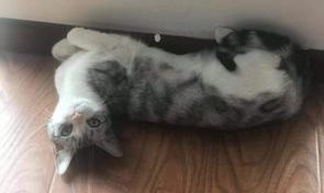 养猫影响身体健康么？（养猫对人的巨大危害）