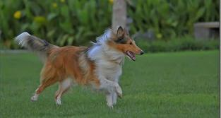 大型狗有哪些品种（大型宠物狗的品种）