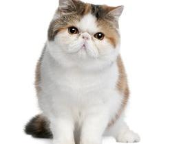 800元左右可以买到什么品种的猫？（猫的品种及价格）