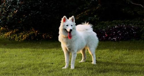 哪种狗又可爱又便宜又长不大又乖？（十大最可爱的狗）