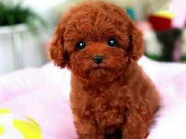 杂交泰迪狗多少钱一只？（泰迪犬多少钱一只）