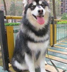 阿拉斯加犬价位？（阿拉斯加犬价格表）