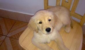 黑色金毛犬怎么看纯不纯？（金毛犬怎么看纯不纯）