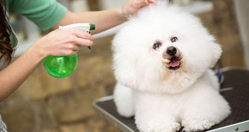 比熊智商相当于人几岁（比熊犬智商相当于几岁）