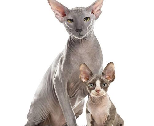 布偶和暹罗哪个猫最贵？（世界十大最贵的猫）