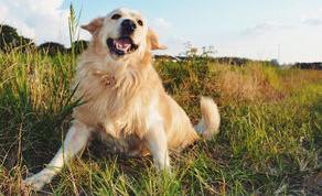 十大适合家养犬排行榜？（十大家养宠物犬排行榜）