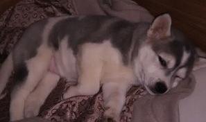 中华田园犬与二哈混血狗狗好养吗？（哈士奇当土狗养会死吗）