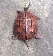 老人养龟的7大禁忌？（家里养龟十大禁忌）