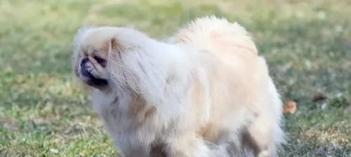 适合男生养的十大宠物？（十大适合家养的小型狗）