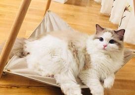 布偶猫多少钱一只幼崽？（布偶猫多少钱一只幼崽）