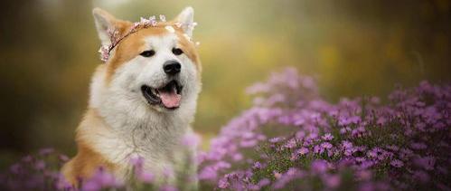 适合穷人养的茶杯犬？（建议穷人养的10种狗）