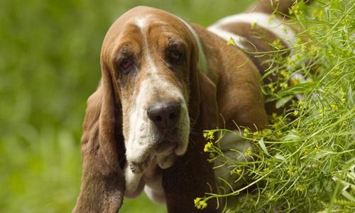 巴吉度和柯基犬哪个适合家养？（巴吉度犬）