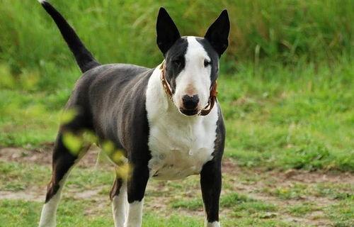 斗牛犬有什么优缺点？（牛头梗的优缺点）