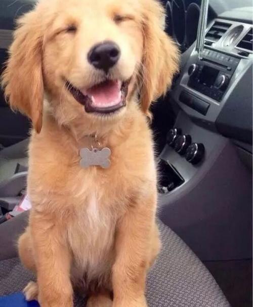 德牧拉布拉多金毛哪个好？（金毛和拉布拉多哪个更好）