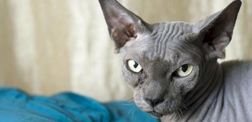 十大名贵猫英短？（十大最漂亮的猫）